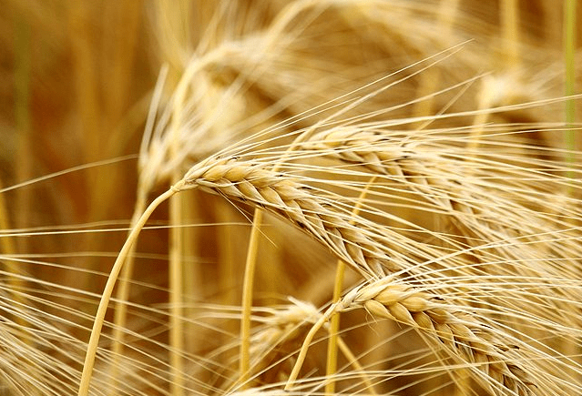 精釀<a href=http://www.jsrgmr.com/ target=_blank class=infotextkey>啤酒設備</a>,啤酒廠設備,開辦啤酒廠,麥芽